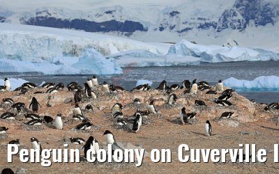 Penguin colony on Cuverville Island in Antarctica 09.01.2017