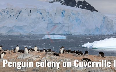 Penguin colony on Cuverville Island in Antarctica 09.01.2017