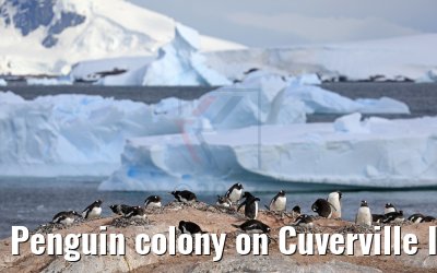 Penguin colony on Cuverville Island in Antarctica 09.01.2017