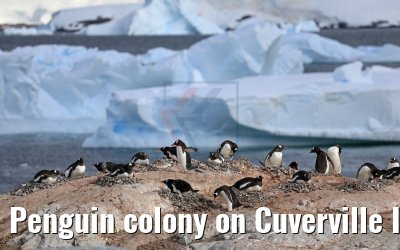 Penguin colony on Cuverville Island in Antarctica 09.01.2017