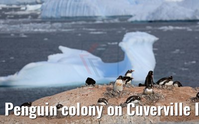 Penguin colony on Cuverville Island in Antarctica 09.01.2017