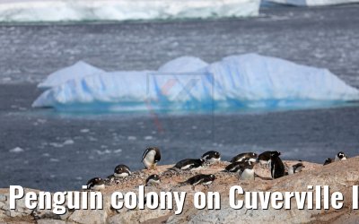 Penguin colony on Cuverville Island in Antarctica 09.01.2017