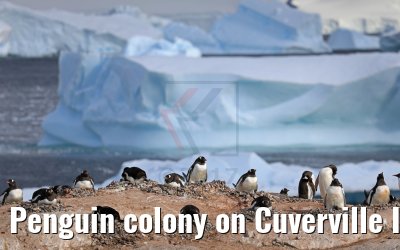 Penguin colony on Cuverville Island in Antarctica 09.01.2017