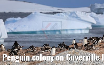 Penguin colony on Cuverville Island in Antarctica 09.01.2017
