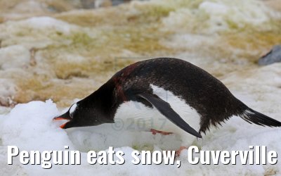 Penguin eats snow, Cuverville Island Antarctica 09.01.2017
