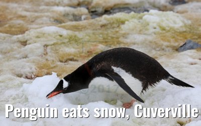 Penguin eats snow, Cuverville Island Antarctica 09.01.2017