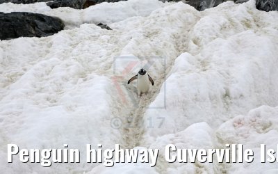 Penguin highway Cuverville Island Antarctica 09.01.2017