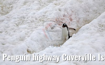 Penguin highway Cuverville Island Antarctica 09.01.2017