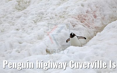 Penguin highway Cuverville Island Antarctica 09.01.2017