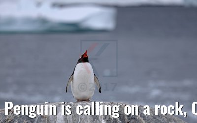 Penguin is calling on a rock, Cuverville Island Antarctica 09.01.2017