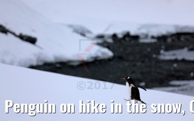 Penguin on hike in the snow, Cuverville Island Antarctica 09.01.2017