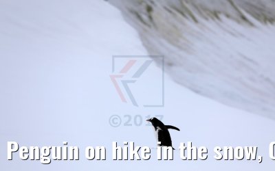 Penguin on hike in the snow, Cuverville Island Antarctica 09.01.2017