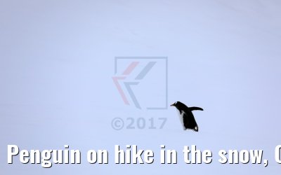 Penguin on hike in the snow, Cuverville Island Antarctica 09.01.2017