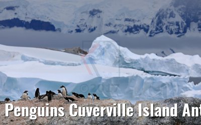 Penguins Cuverville Island Antarctica 09.01.2017