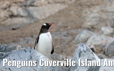 Penguins Cuverville Island Antarctica 09.01.2017