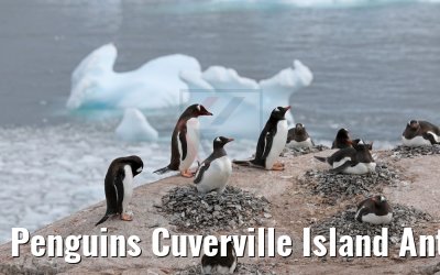 Penguins Cuverville Island Antarctica 09.01.2017