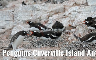 Penguins Cuverville Island Antarctica 09.01.2017