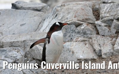 Penguins Cuverville Island Antarctica 09.01.2017