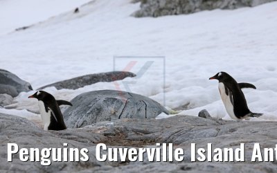 Penguins Cuverville Island Antarctica 09.01.2017