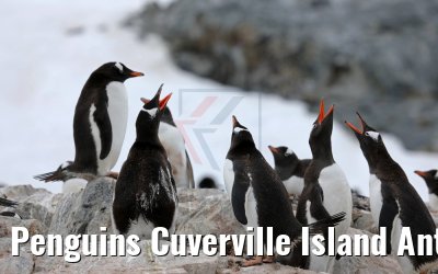 Penguins Cuverville Island Antarctica 09.01.2017