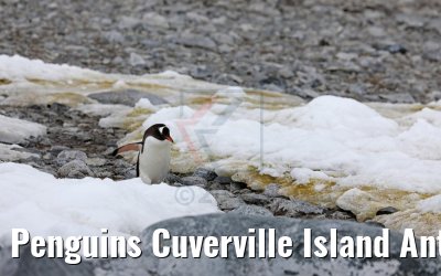 Penguins Cuverville Island Antarctica 09.01.2017