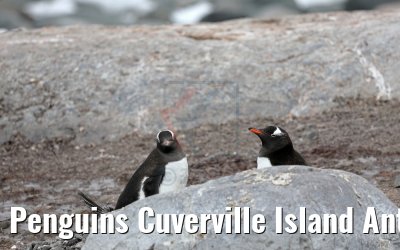 Penguins Cuverville Island Antarctica 09.01.2017