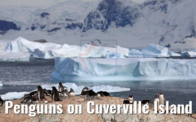 Penguins on Cuverville Island 09.01.2017