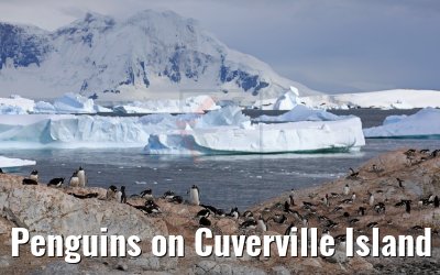 Penguins on Cuverville Island 09.01.2017