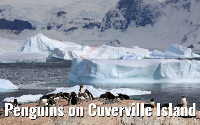 Penguins on Cuverville Island 09.01.2017