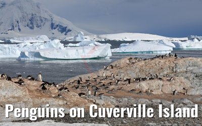 Penguins on Cuverville Island 09.01.2017
