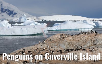 Penguins on Cuverville Island 09.01.2017