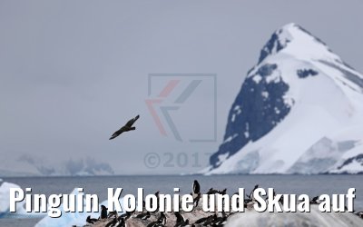Pinguin Kolonie und Skua auf Cuverville Island 09.01.2017