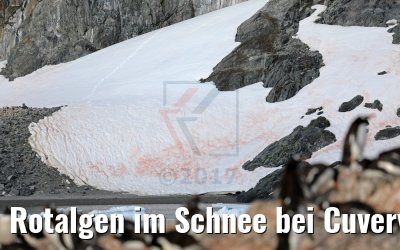 Rotalgen im Schnee bei Cuverville Island Antarktis 09.01.2017