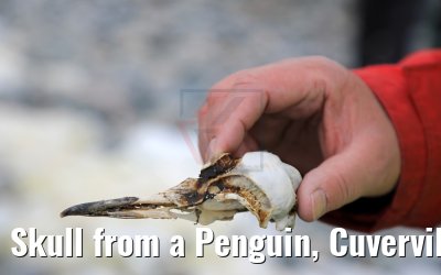 Skull from a Penguin, Cuverville Island, Antarctica 09.01.2017