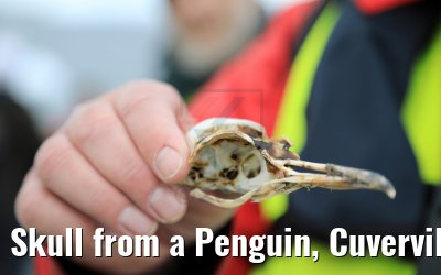 Skull from a Penguin, Cuverville Island, Antarctica 09.01.2017