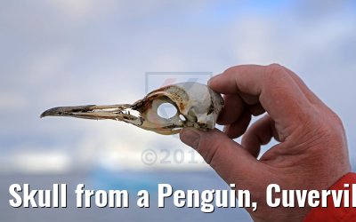 Skull from a Penguin, Cuverville Island, Antarctica 09.01.2017