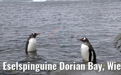 Eselspinguine Dorian Bay, Wiencke Island Antarktis 09.01.2017