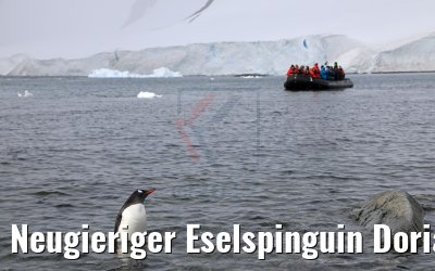 Neugieriger Eselspinguin Dorian Bay, Wiencke Island Antarktis 09.01.2017