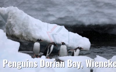 Penguins Dorian Bay, Wiencke Island Antarctica 09.01.2017