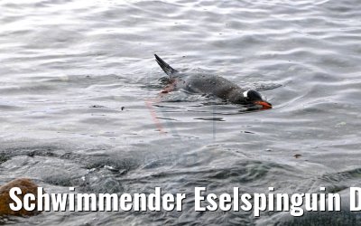 Schwimmender Eselspinguin Dorian Bay, Wiencke Island Antarktis
