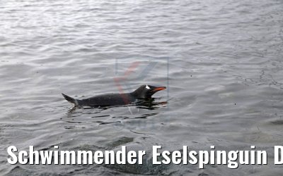 Schwimmender Eselspinguin Dorian Bay, Wiencke Island Antarktis