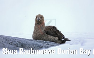 Skua Raubmoewe Dorian Bay Antarktis 09.01.2017