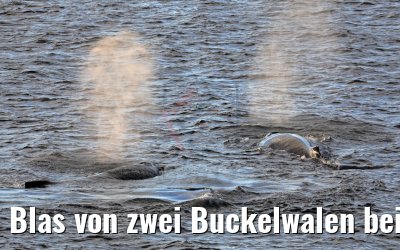 Blas von zwei Buckelwalen bei Flandres Bay Antarktis 09.01.2017