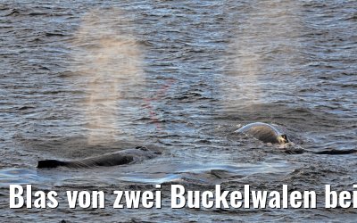 Blas von zwei Buckelwalen bei Flandres Bay Antarktis 09.01.2017