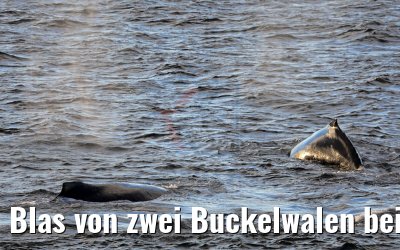 Blas von zwei Buckelwalen bei Flandres Bay Antarktis 09.01.2017