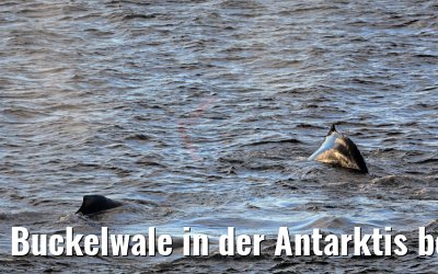 Buckelwale in der Antarktis bei Flandres Bay 09.01.2017