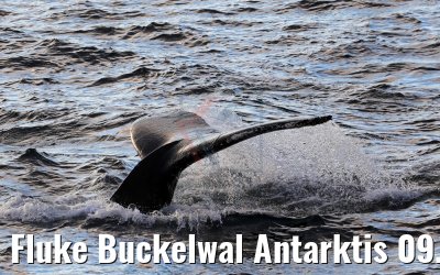 Fluke Buckelwal Antarktis 09.01.2017