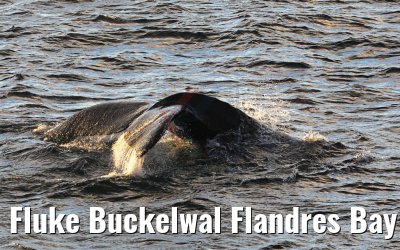 Fluke Buckelwal Flandres Bay Antarktis 09.01.2017