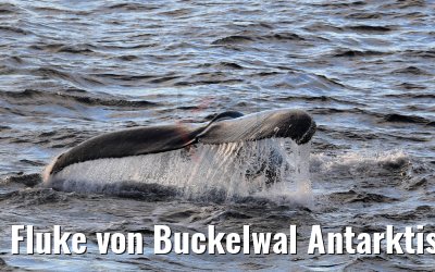 Fluke von Buckelwal Antarktis bei Flandres Bay 09.01.2017