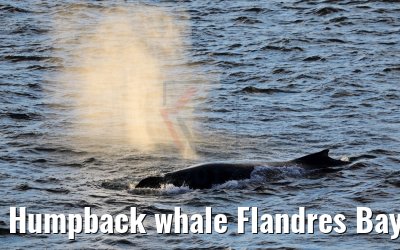 Humpback whale Flandres Bay Antarctica 09.01.2017